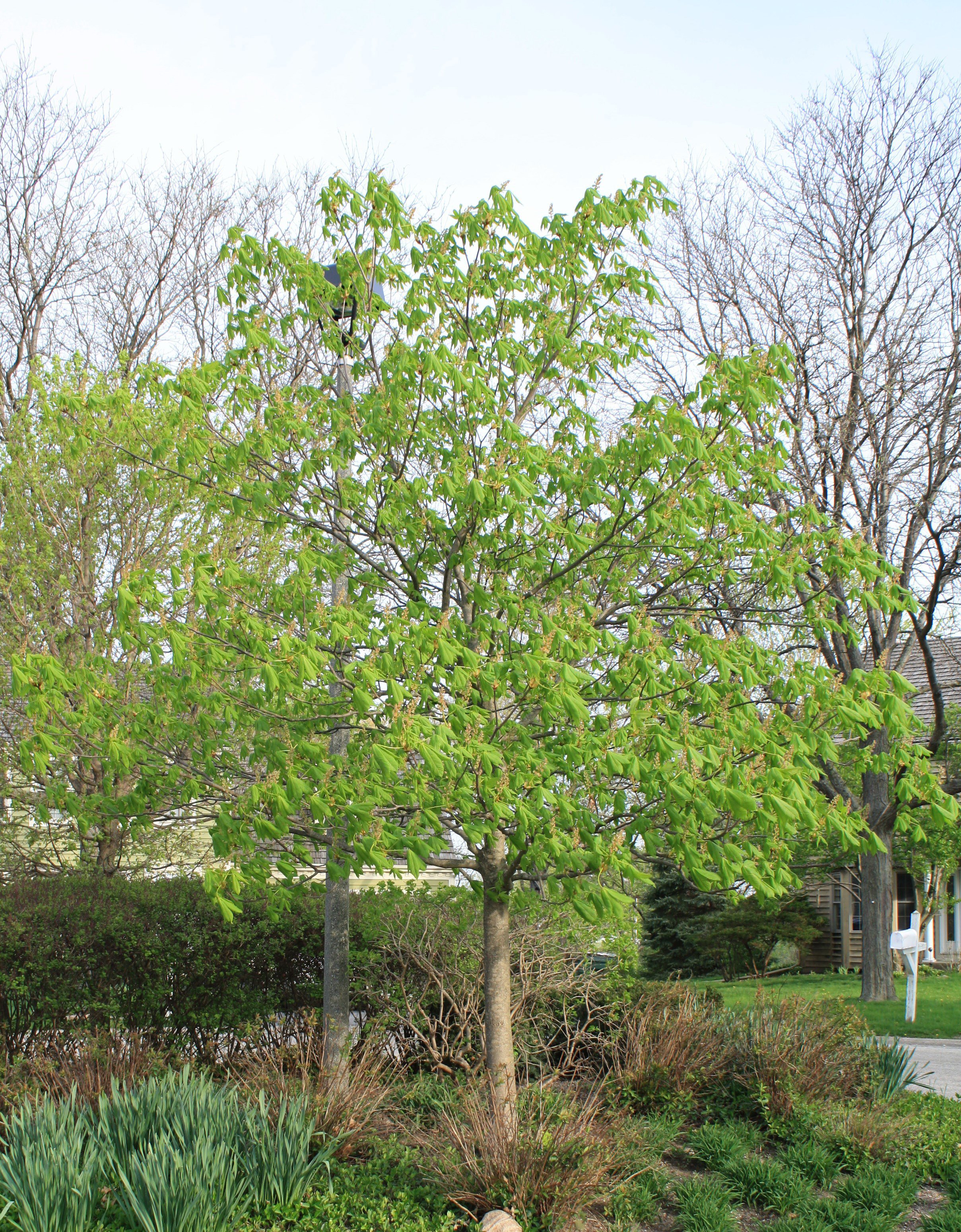 Parkway Trees